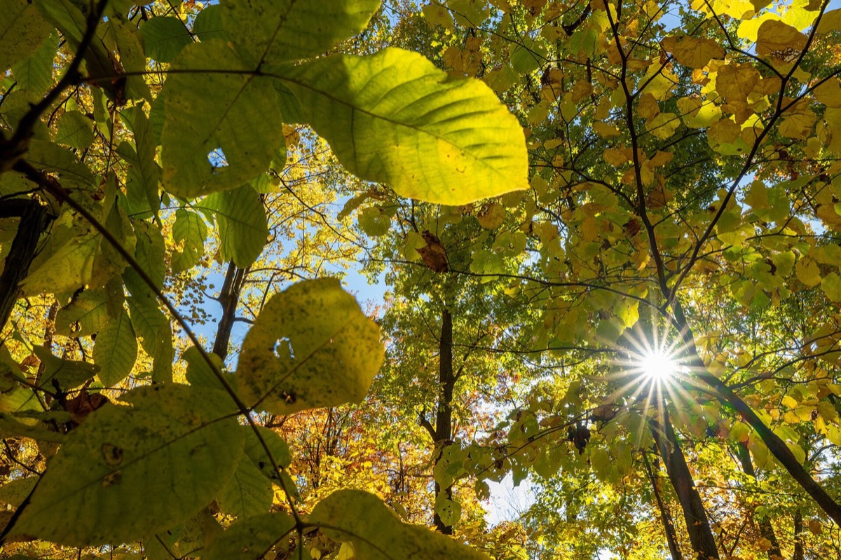 Sun shining through yellow fall leaves