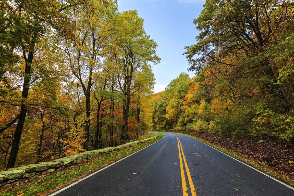 Skyline Drive in fall color, a winding road under orange and gold trees